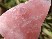 Natural Pink Rose Quartz Cobbed Specimens x 12 From North Cape, South Africa - Toprock Gemstones and Minerals 