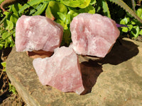 Natural Pink Rose Quartz Cobbed Specimens x 12 From North Cape, South Africa - Toprock Gemstones and Minerals 