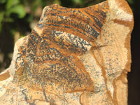 Natural Picture Stone Jasper Specimens x 12 From Ais-Ais, Namibia