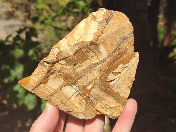 Natural Picture Stone Jasper Specimens x 12 From Ais-Ais, Namibia