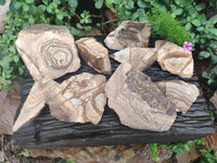 Natural Picture Stone Jasper Specimens x 12 From Ais-Ais, Namibia
