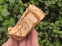 Natural Picture Stone Jasper Specimens x 12 From Ais-Ais, Namibia