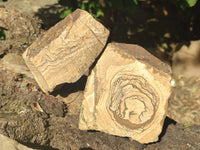 Natural Picture Stone Jasper Specimens x 12 From Ais-Ais, Namibia