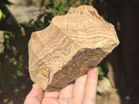 Natural Picture Stone Jasper Specimens x 12 From Ais-Ais, Namibia