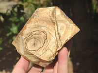Natural Picture Stone Jasper Specimens x 12 From Ais-Ais, Namibia