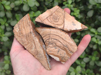 Natural Picture Stone Jasper Specimens x 12 From Ais-Ais, Namibia