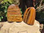 Polished Tigers Eye Standing Free Forms x 3 From South Africa - Toprock Gemstones and Minerals 