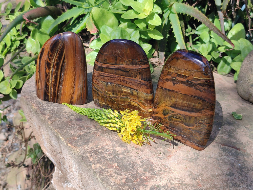 Polished Tigers Eye Standing Free Forms x 3 From South Africa - Toprock Gemstones and Minerals 