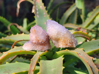 Natural Amethyst Spirit Quartz Crystals x 35 From South Africa