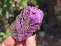 Natural Metallic Purpurite Specimens x 12 From Erongo, Namibia