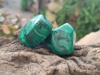 Polished Flower Banded Malachite Free Forms x 35 From Congo
