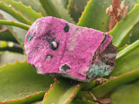 Natural Drusy Salrose on Dolomite Matrix Specimens x 6 From Kakanda, Congo