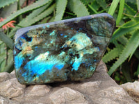 Polished Labradorite Standing Free Form x 1 From Tulear, Madagascar - Toprock Gemstones and Minerals 