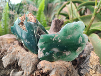 Polished On One Side Emerald Mtorolite x 6 From Mutorashanga, Zimbabwe