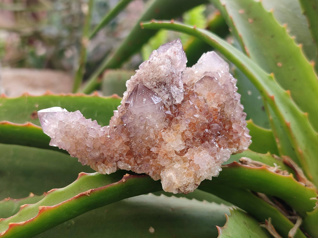 Natural Amethyst Spirit Quartz Clusters x 6 From South Africa - Toprock Gemstones and Minerals 
