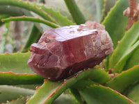 Natural Hematoid Quartz Clusters x 6 From Zimbabwe