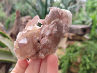 Natural Hematoid Quartz Clusters x 6 From Zimbabwe
