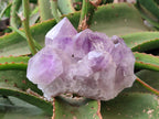 Natural Jacaranda Amethyst Clusters x 2 From Zambia - Toprock Gemstones and Minerals 