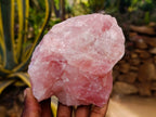 Natural Pink Rose Quartz Cobbed Specimens x 12 From North Cape, South Africa - Toprock Gemstones and Minerals 