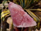 Natural Pink Rose Quartz Cobbed Specimens x 12 From North Cape, South Africa - Toprock Gemstones and Minerals 