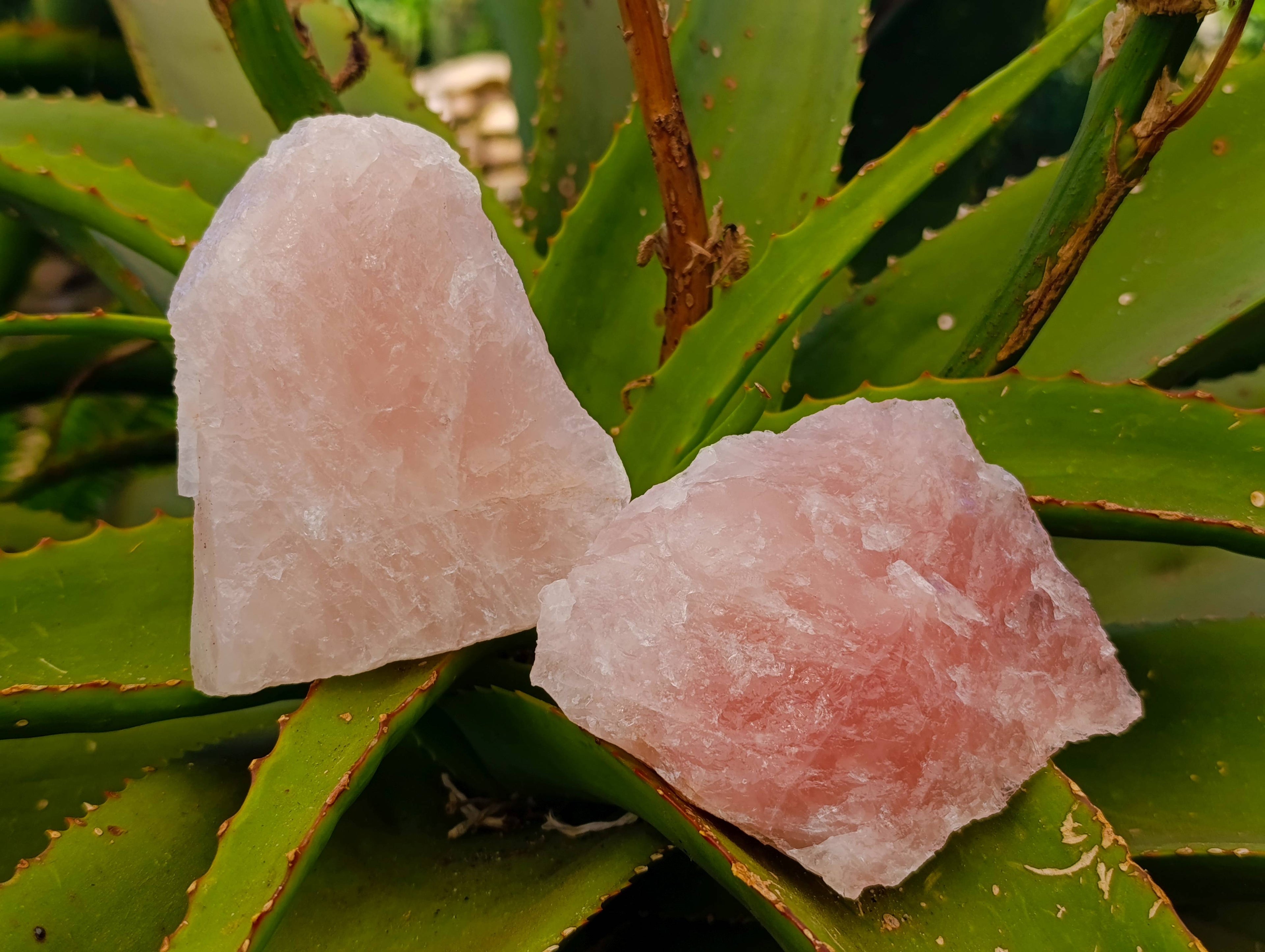 Natural Pink Rose Quartz Cobbed Specimens x 12 From North Cape, South Africa - Toprock Gemstones and Minerals 