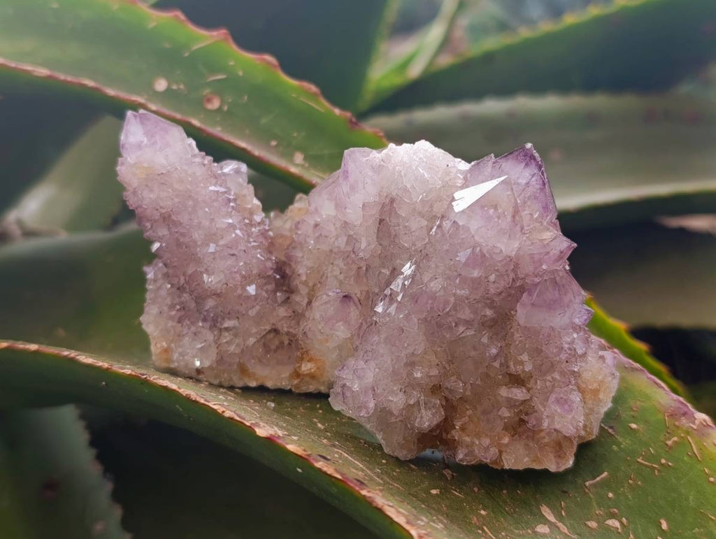 Natural Amethyst Spirit Quartz Crystals x 12 From Boekenhouthoek, South Africa - Toprock Gemstones and Minerals 