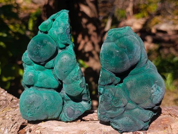 Natural Botryoidal Malachite Specimens x 2 From Congo