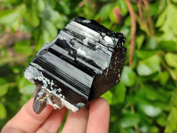 Natural Schorl Black Tourmaline Specimens x 6 From Namibia