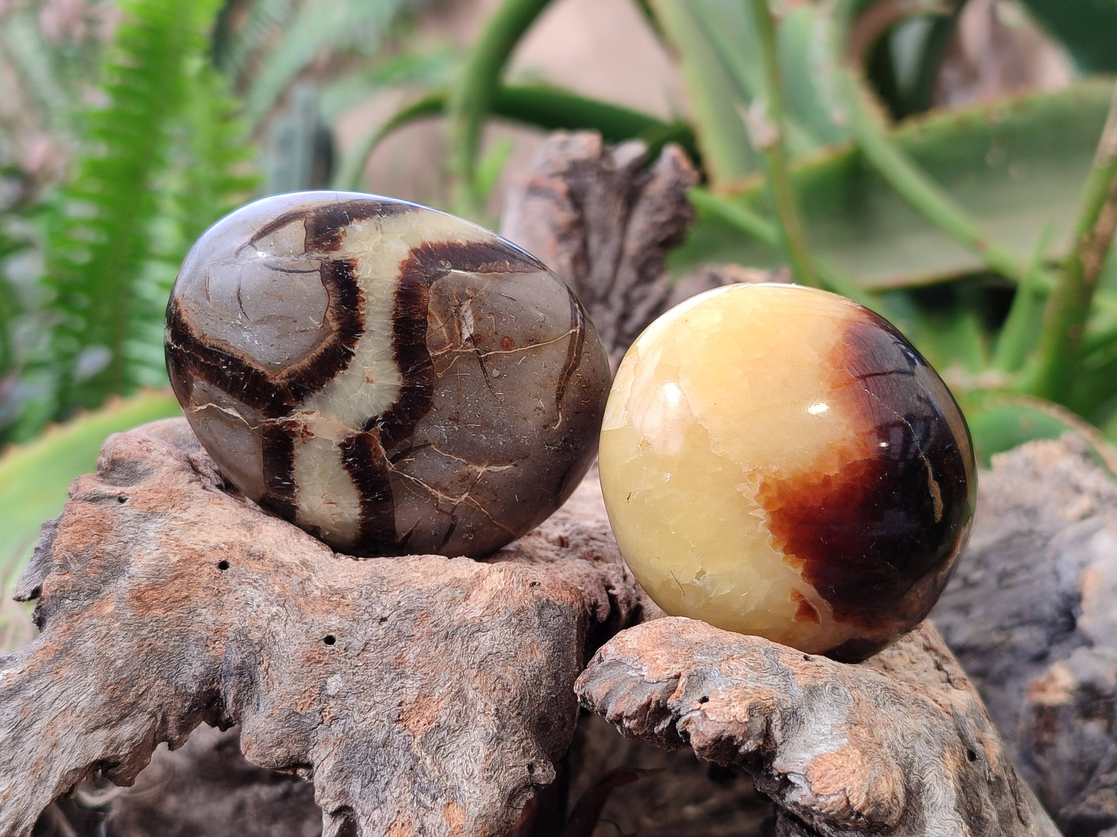 Polished Septerye Palm Stones x 12 From Madagascar - Toprock Gemstones and Minerals 