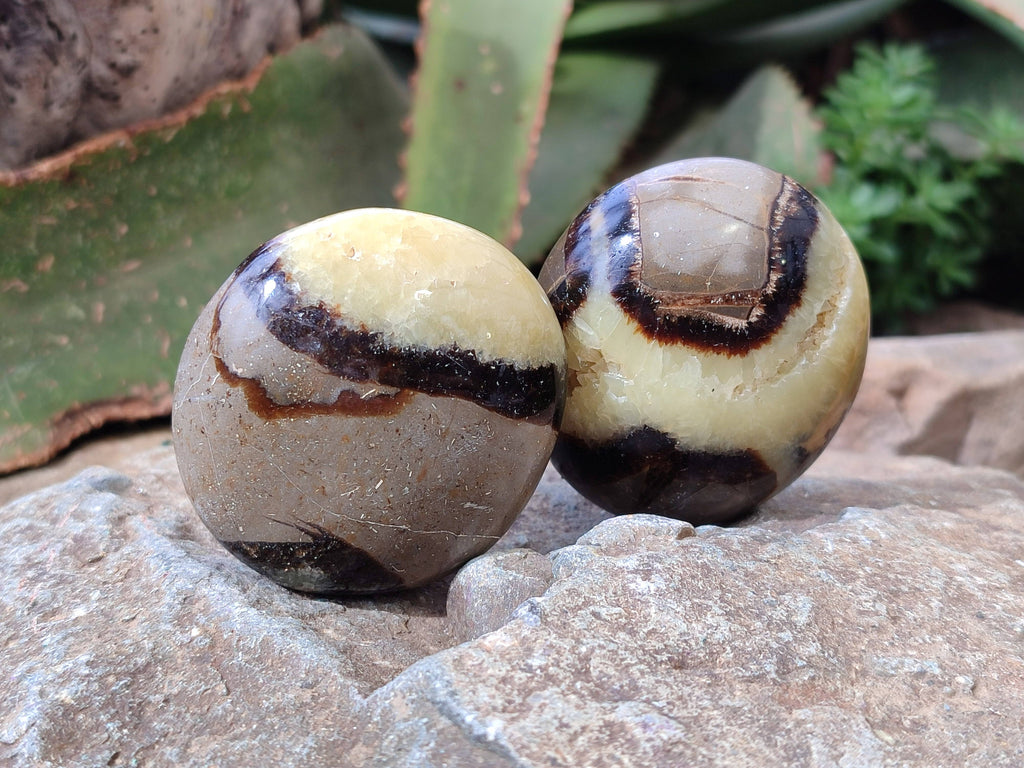 Polished Septerye Palm Stones x 12 From Madagascar - Toprock Gemstones and Minerals 