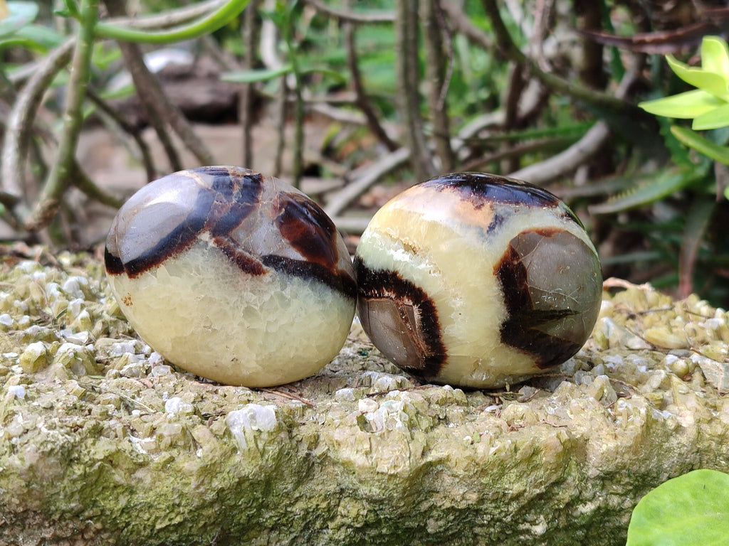 Polished Septerye Palm Stones x 12 From Madagascar - Toprock Gemstones and Minerals 
