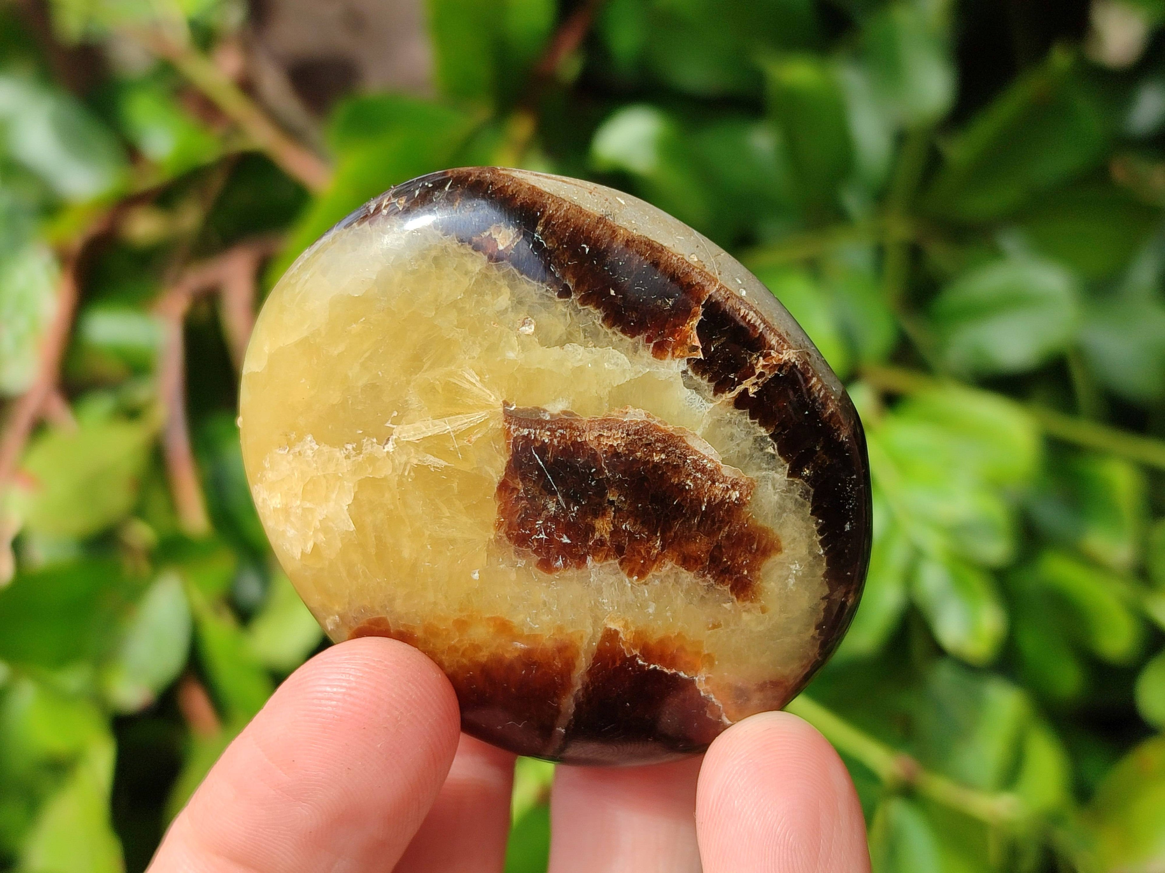 Polished Septerye Palm Stones x 12 From Madagascar - Toprock Gemstones and Minerals 