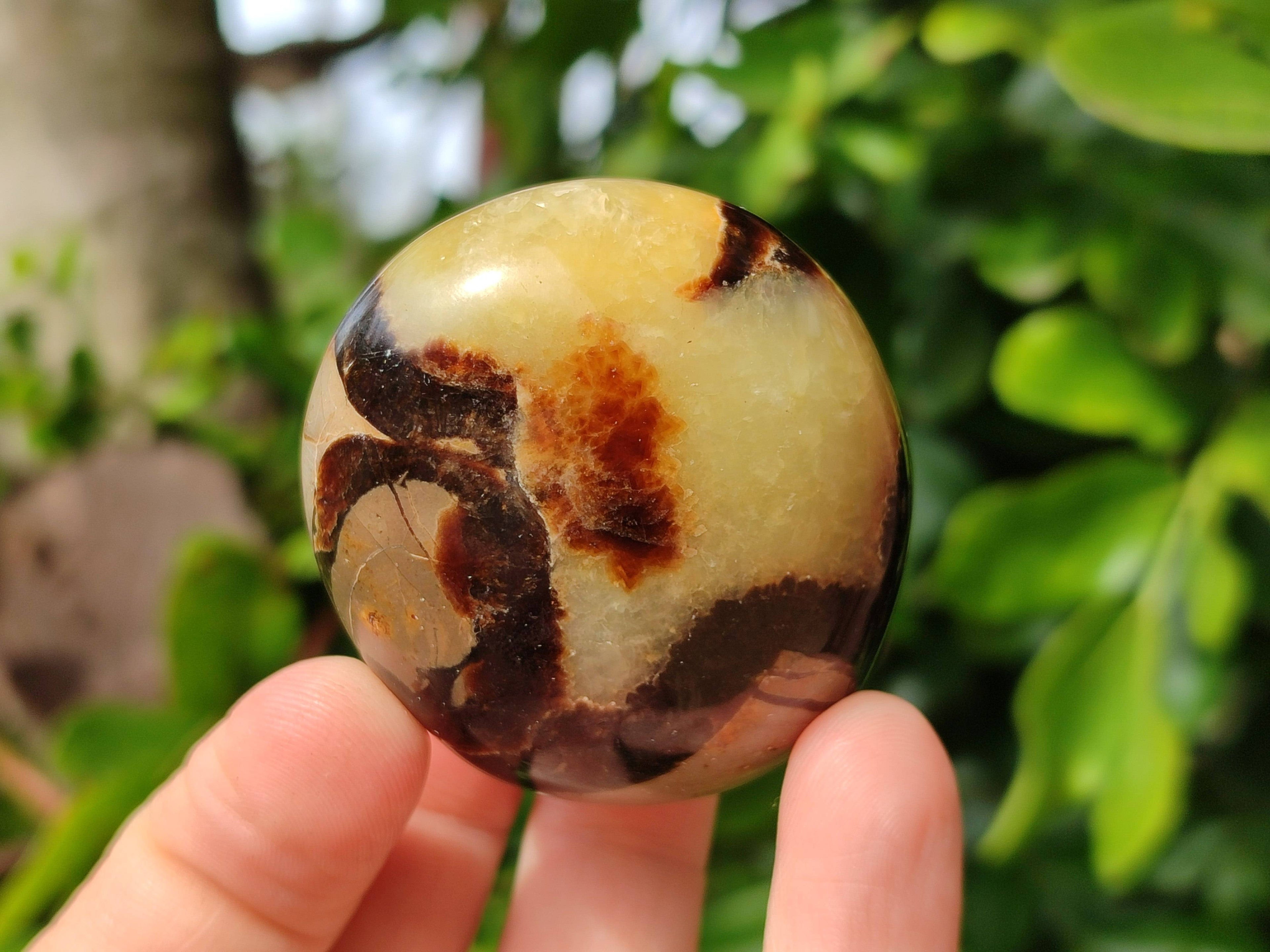 Polished Septerye Palm Stones x 12 From Madagascar - Toprock Gemstones and Minerals 