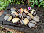 Polished Septerye Palm Stones x 12 From Madagascar - Toprock Gemstones and Minerals 