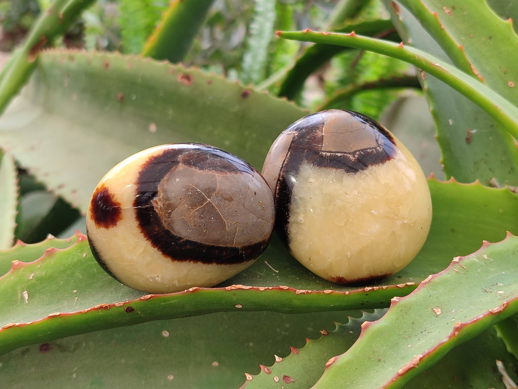 Polished Septerye Palm Stones x 12 From Madagascar - Toprock Gemstones and Minerals 