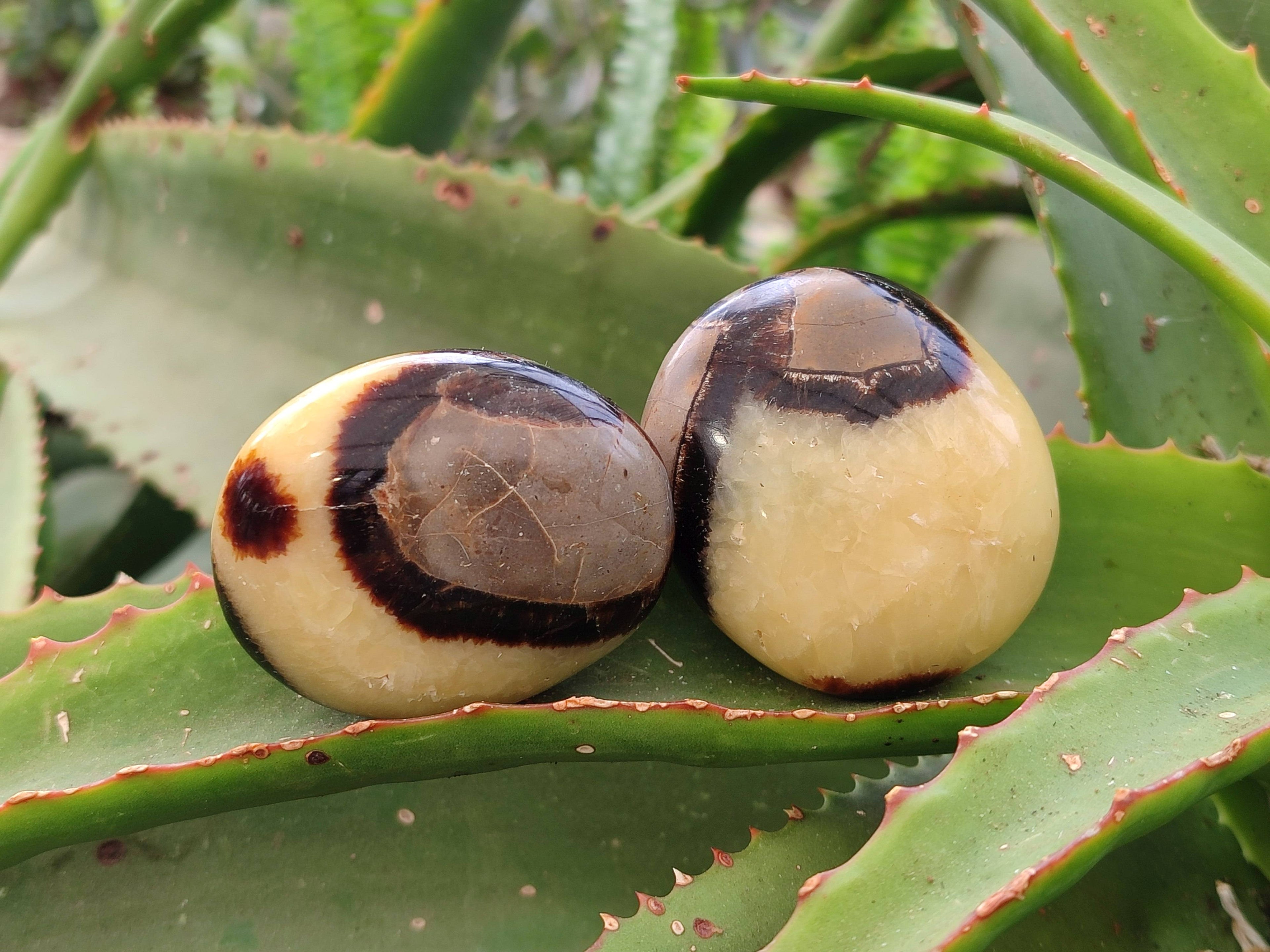 Polished Septerye Palm Stones x 12 From Madagascar - Toprock Gemstones and Minerals 