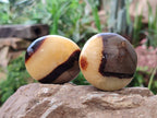 Polished Septerye Palm Stones x 12 From Madagascar - Toprock Gemstones and Minerals 