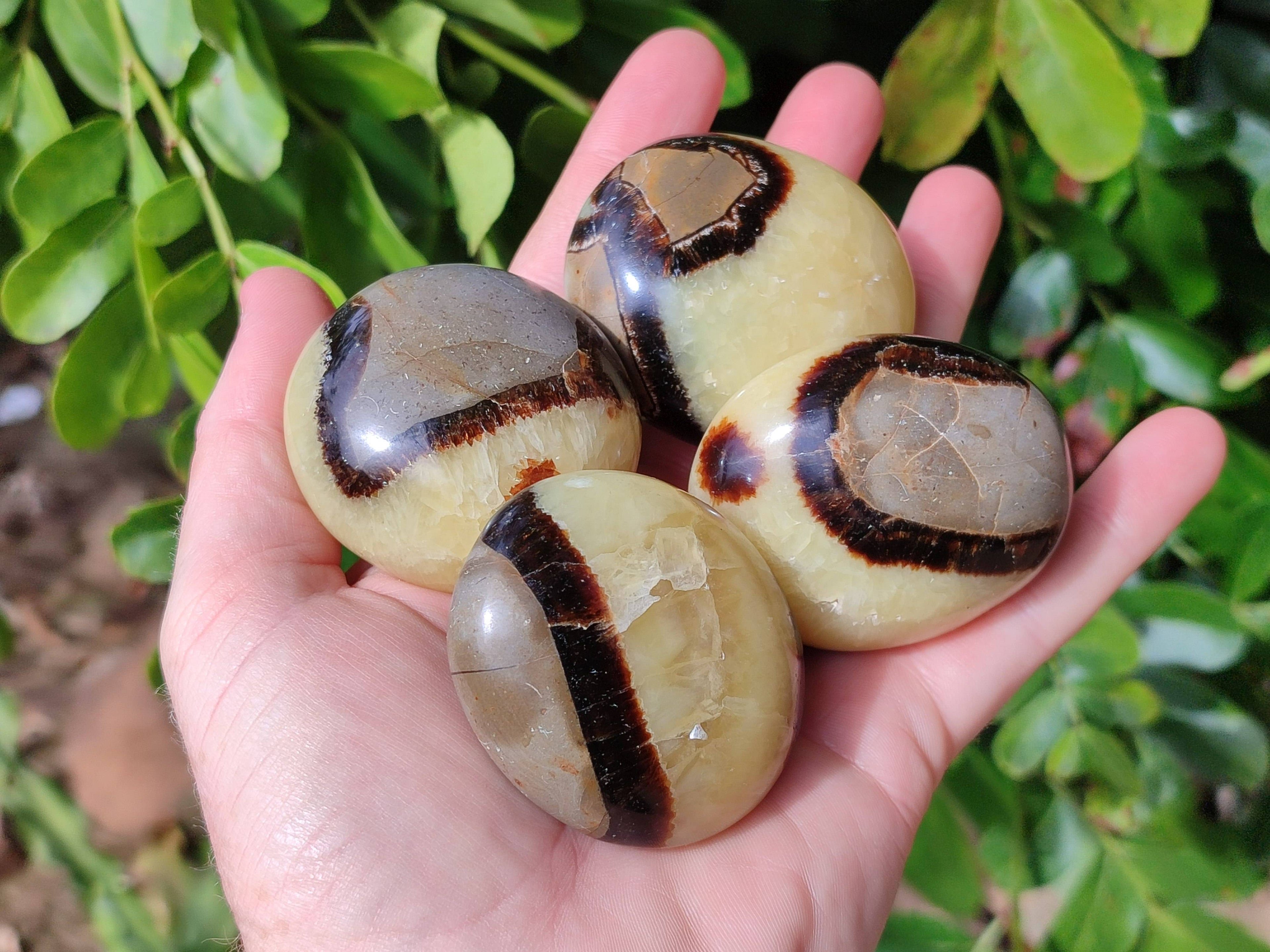 Polished Septerye Palm Stones x 12 From Madagascar - Toprock Gemstones and Minerals 