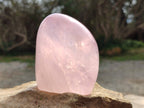 Polished Rose Quartz Standing Free Forms x 2 From Madagascar - Toprock Gemstones and Minerals 