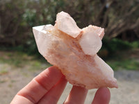 Natural Pink Hematoid Candle Quartz Crystals x 6 From Madagascar