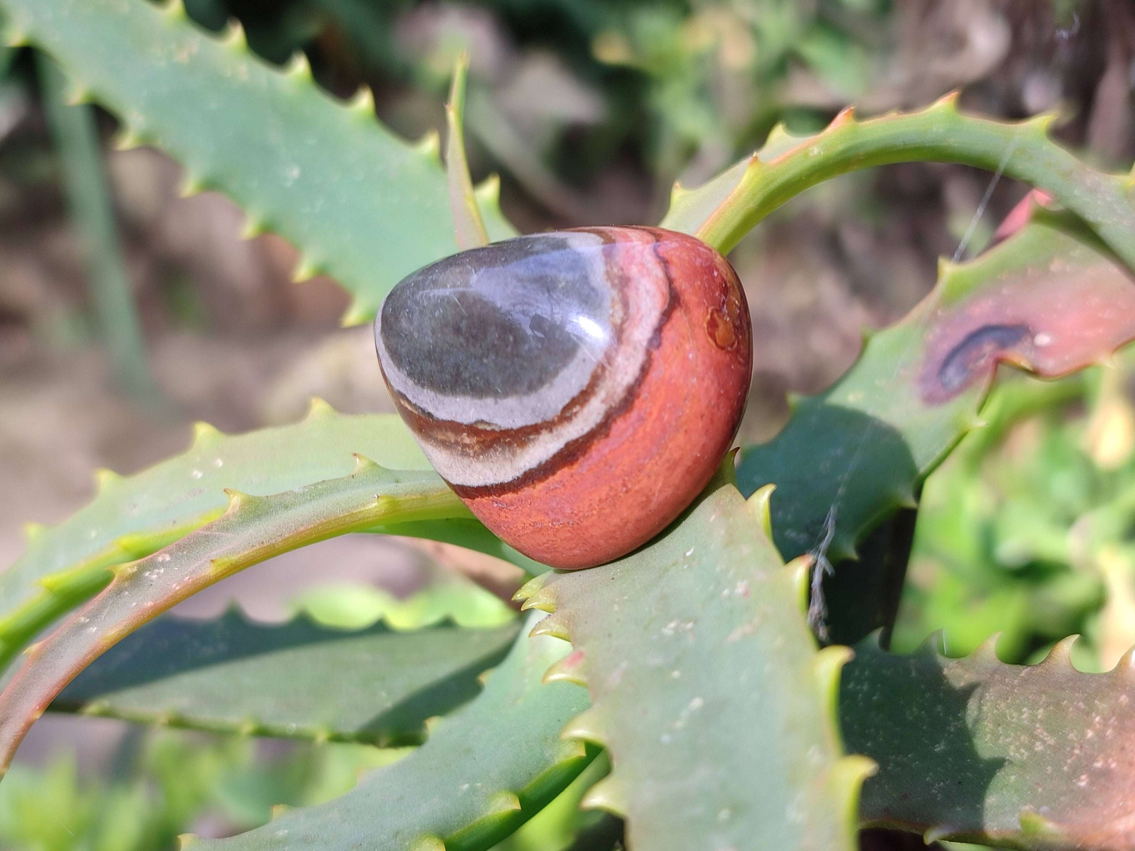 Polished Polychrome Jasper Palm Stones x 35 From Madagascar - Toprock Gemstones and Minerals 