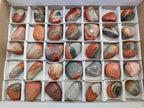 Polished Polychrome Jasper Palm Stones x 35 From Madagascar - Toprock Gemstones and Minerals 