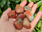 Polished Polychrome Jasper Palm Stones x 35 From Madagascar - Toprock Gemstones and Minerals 