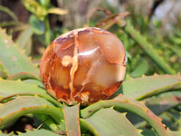Polished Carnelian Agate Palm Stones x 20 From Madagascar