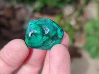Polished Flower Banded Malachite Free Forms x 70 From Congo