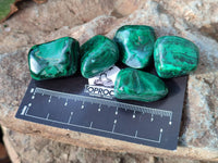 Polished Flower Banded Malachite Free Forms x 70 From Congo