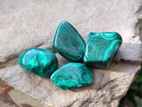 Polished Flower Banded Malachite Free Forms x 70 From Congo