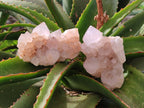 Natural Spirit Quartz Clusters x 6 From South Africa - Toprock Gemstones and Minerals 