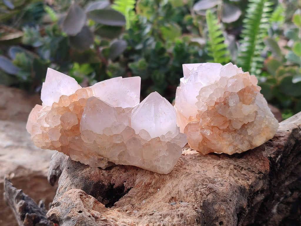 Natural Spirit Quartz Clusters x 6 From South Africa - Toprock Gemstones and Minerals 