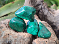 Polished Flower Banded Malachite Free Forms x 20 From Congo